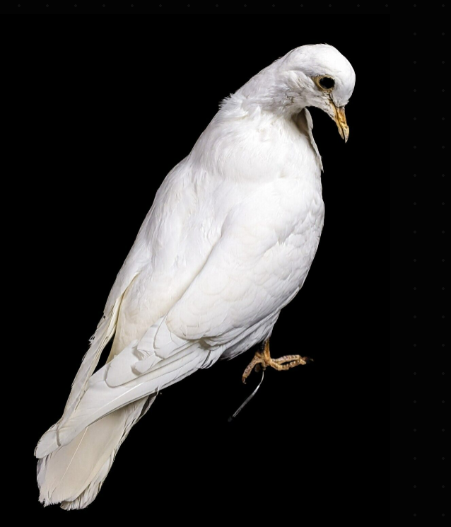 Birds – Scenic City Oddities
