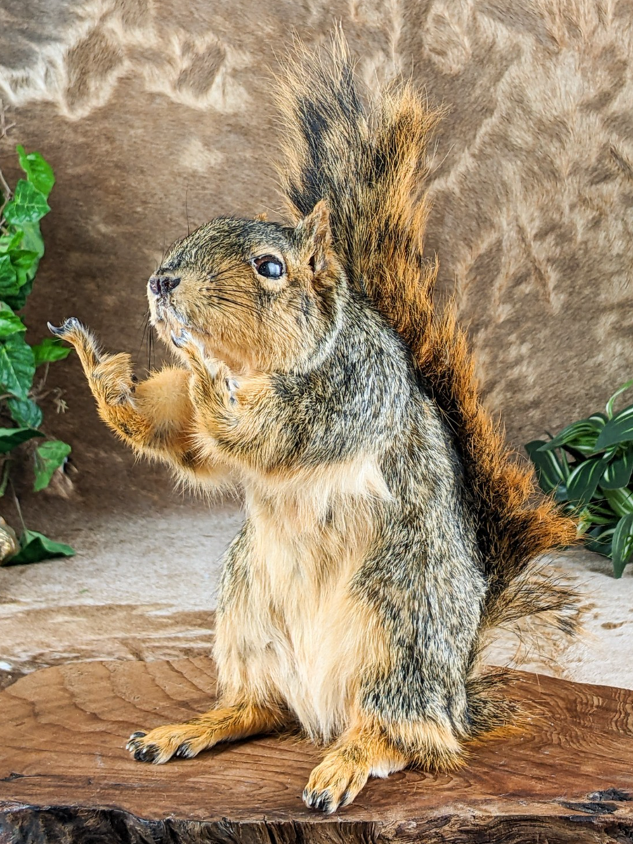 Fox Squirrel Flipping the Bird – Scenic City Oddities
