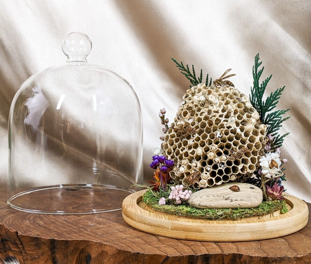 Paper Wasp Nest Glass Dome – Scenic City Oddities