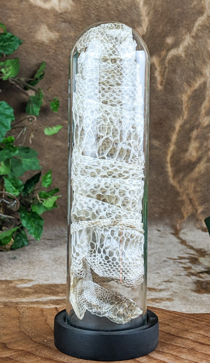 Ball Python Snake Skin Shed w/head Dome Display Taxidermy Oddity Curio ...