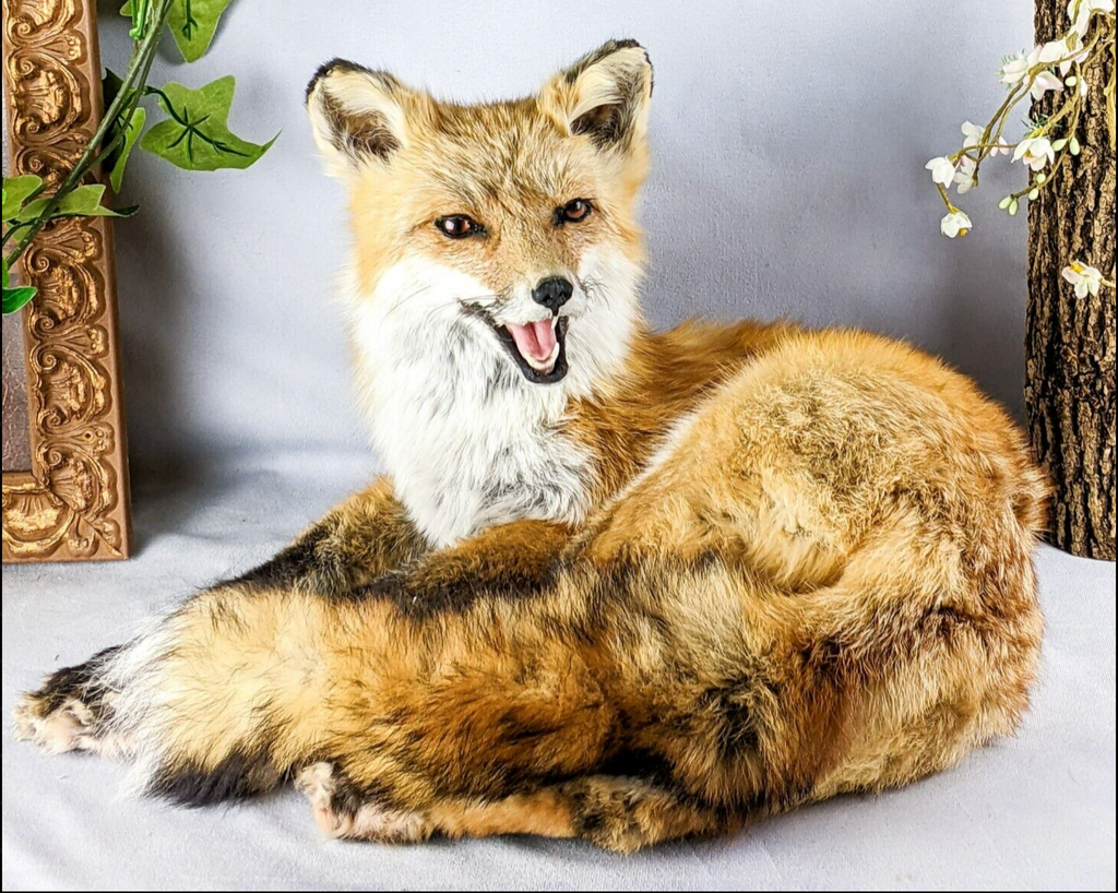 Taxidermy