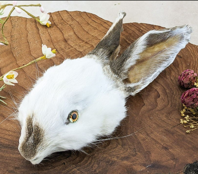 Rabbits – Scenic City Oddities