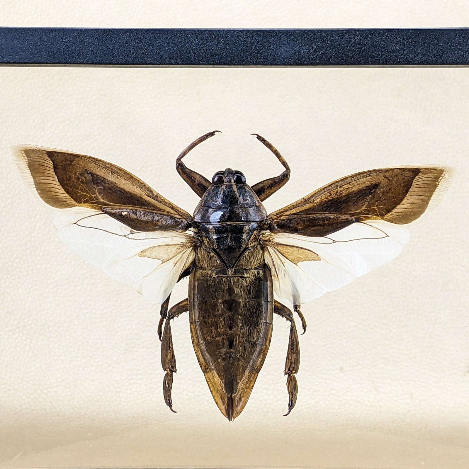 Floating Bug Air z34a Lg Water Bug Floating beetle dspy Entomology Taxidermy Oddities C ...