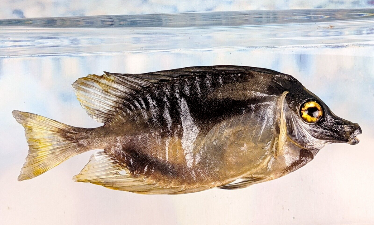 Magnificent Rabbitfish – Scenic City Oddities