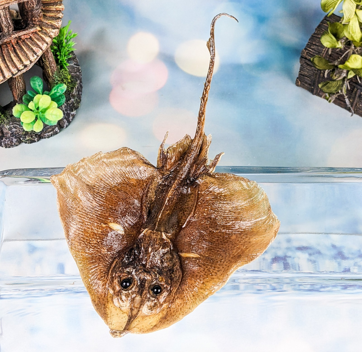 Clearnose Skate Fish – Scenic City Oddities