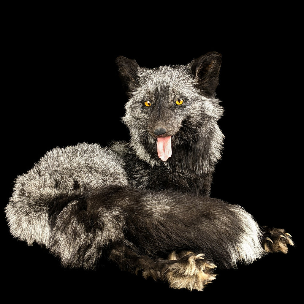 BR68 Taxidermy Oddities Curiosity Pearl Ranch Fox Display Collectible ...