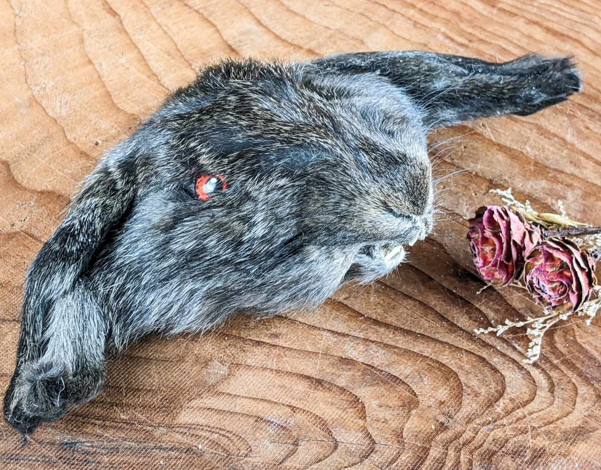 Make Rabbit Specimen Bunny Rabbit Head Lop-eared for crafts Specimen Taxidermy Oddities cra ...