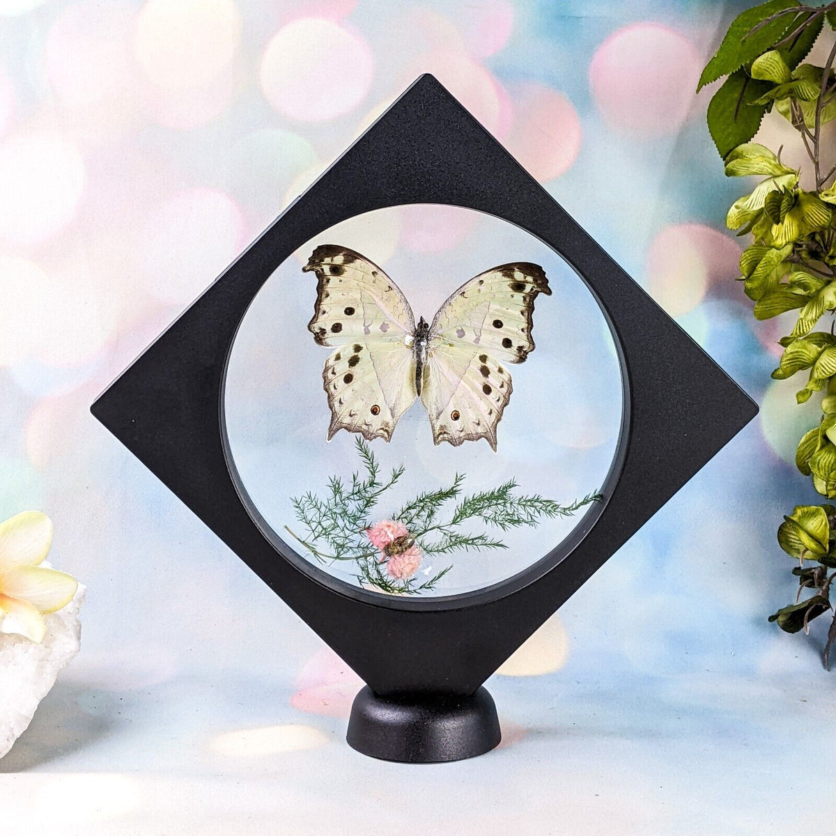 Mother of Pearl Butterfly Floating Frame – Scenic City Oddities