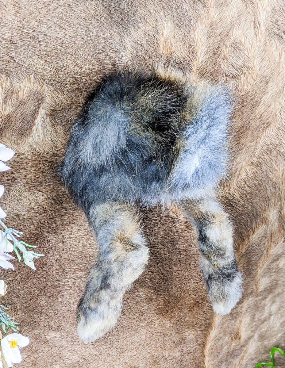 Bunny Rabbit Butt Wall Mount – Scenic City Oddities