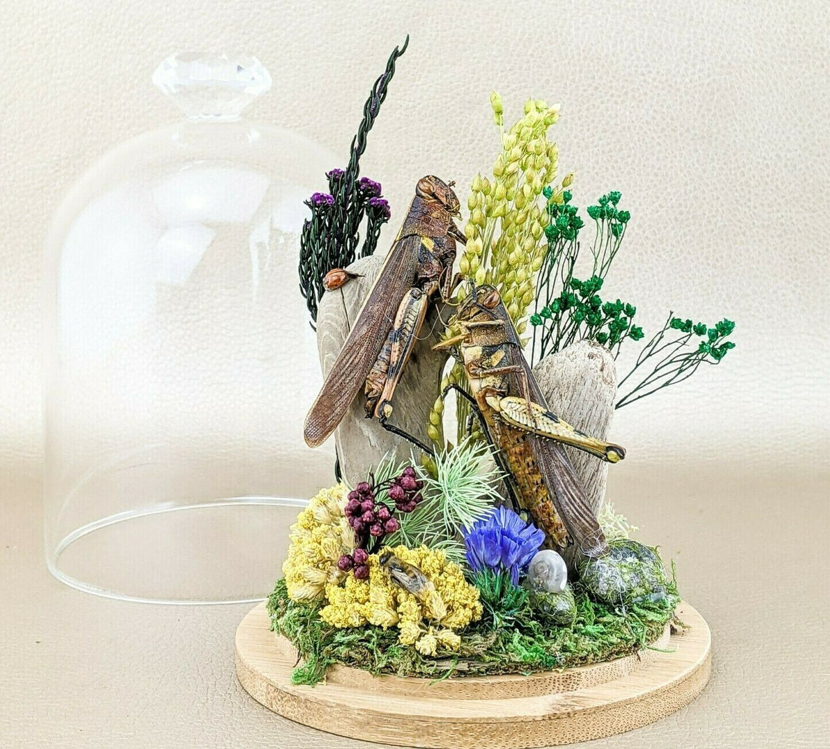 Conehead Grasshopper Locust Glass Dome – Scenic City Oddities