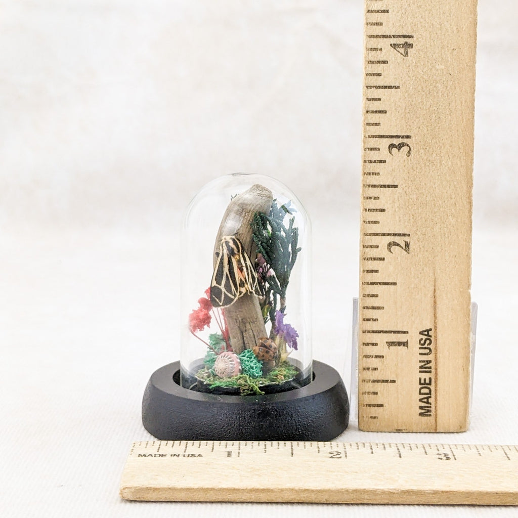 Tiger Moth Glass Dome Display Oddity Curiosity Mini collectible gift d ...