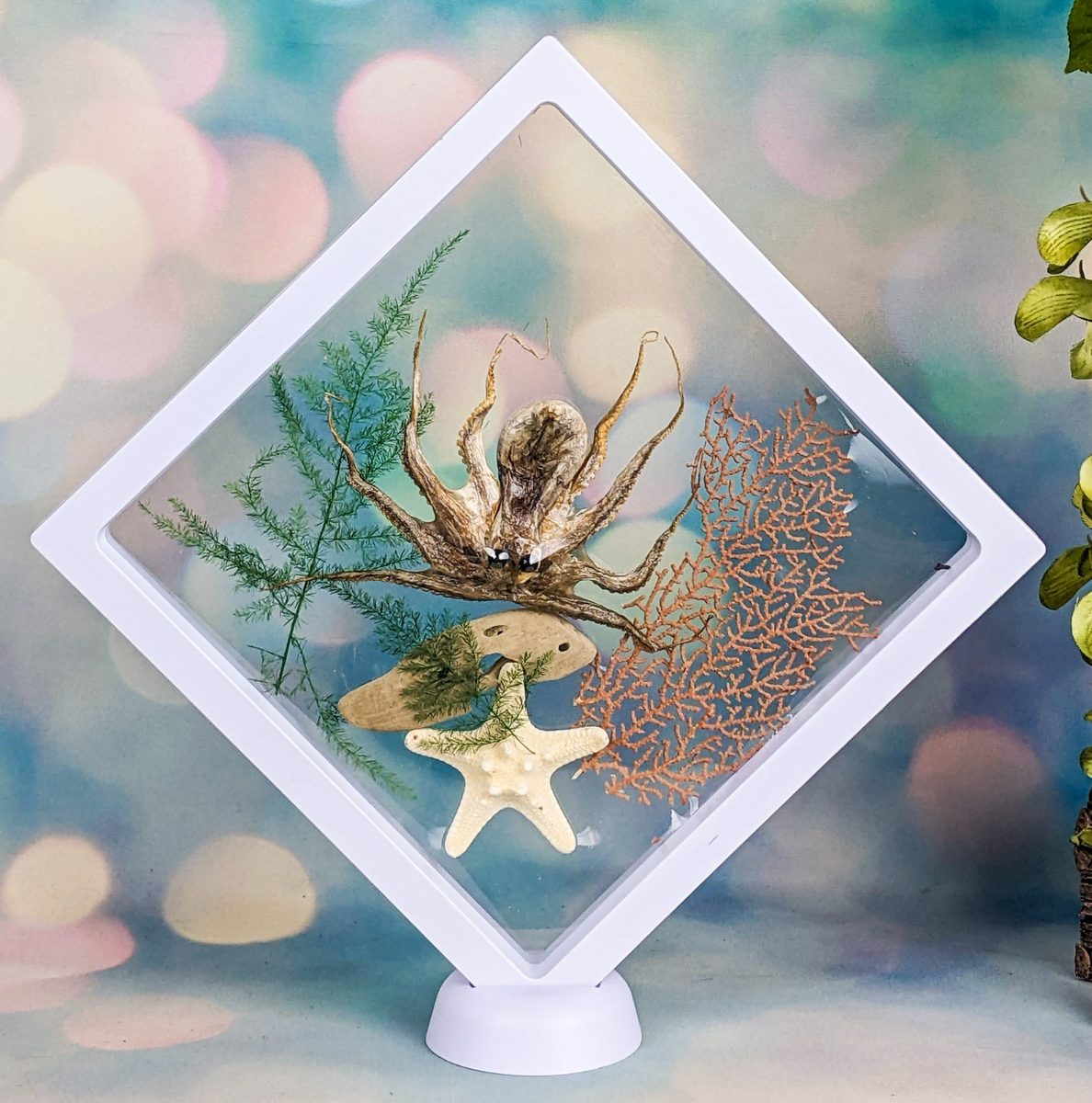 Octopus Floating Frame – Scenic City Oddities