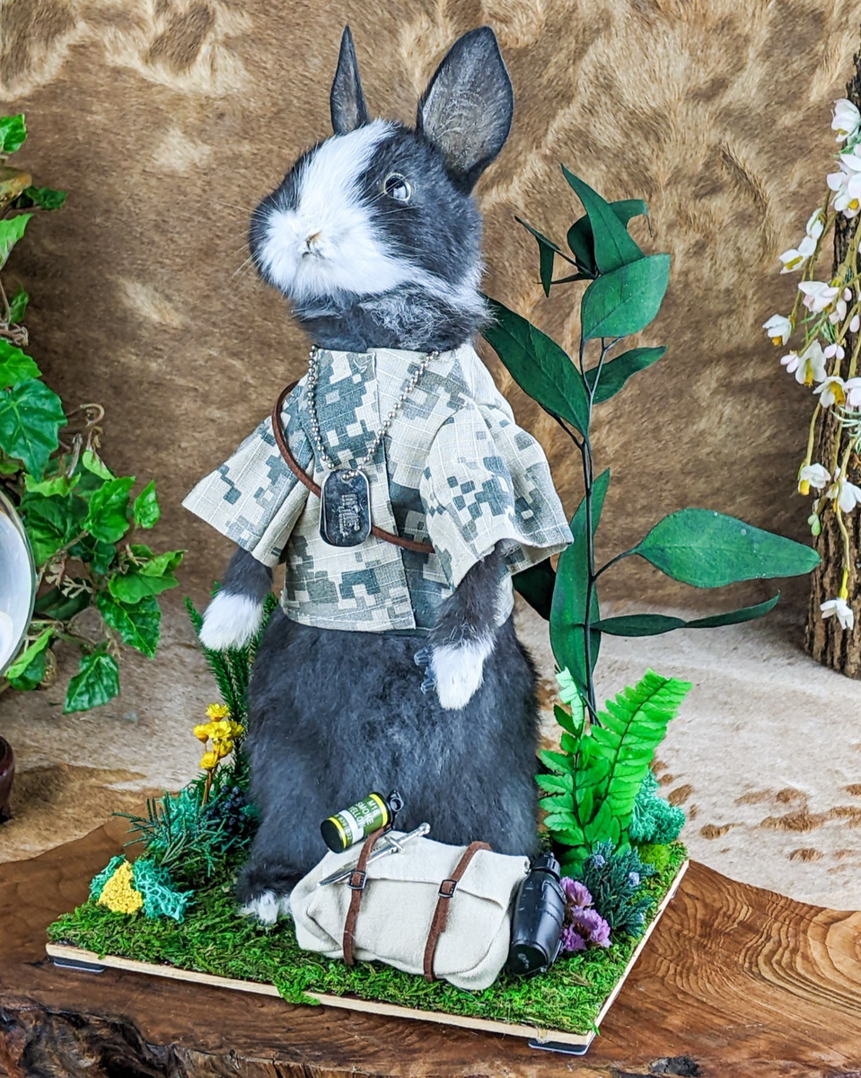 Army Bunny Rabbit Major March Hare Taxidermy Oddity Curiosities home d ...