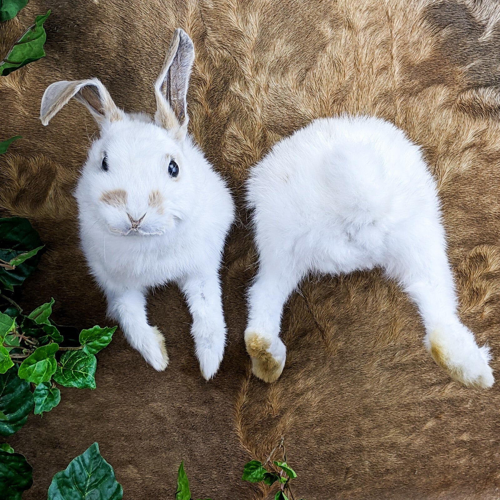 Eruo Mount Rabbit Rabbit Front & Back Between Rooms Wall Mount – Scenic City Oddities