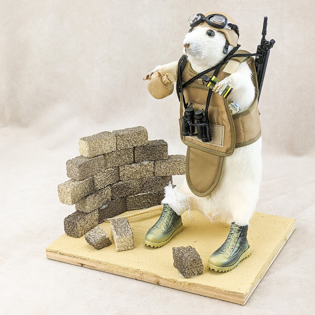 p40 MEDIC Army Rat Display Taxidermy Oddities Curiosities Military Pol ...