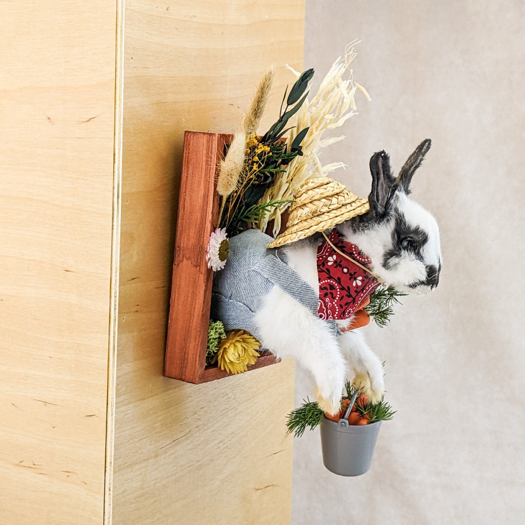 Farmer Rabbit Taxidermy Wall Mount Display Oddities Curiosities displa ...