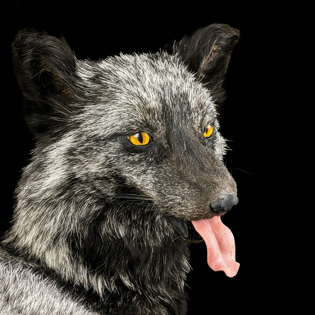 BR68 Taxidermy Oddities Curiosity Pearl Ranch Fox Display Collectible ...