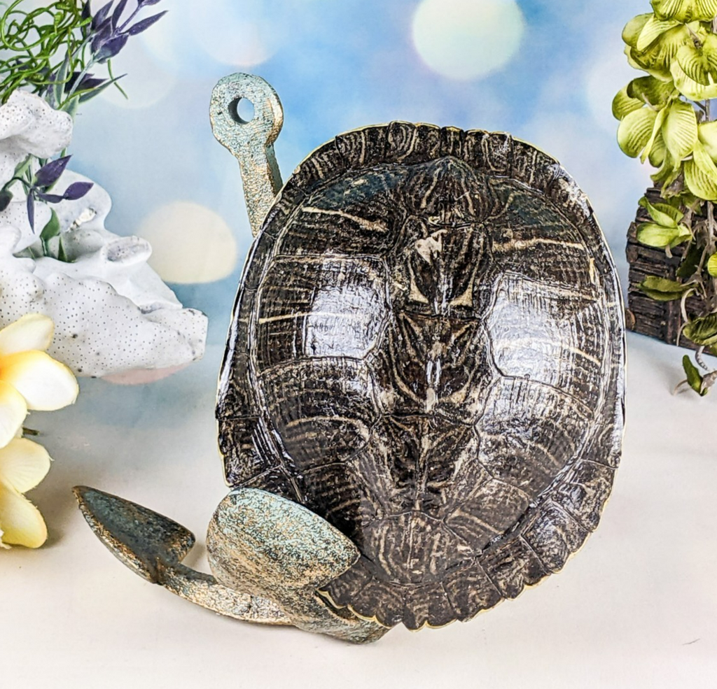 Red Eared Slider Turtle Shell Anchor display Taxidermy curiositys oddi ...
