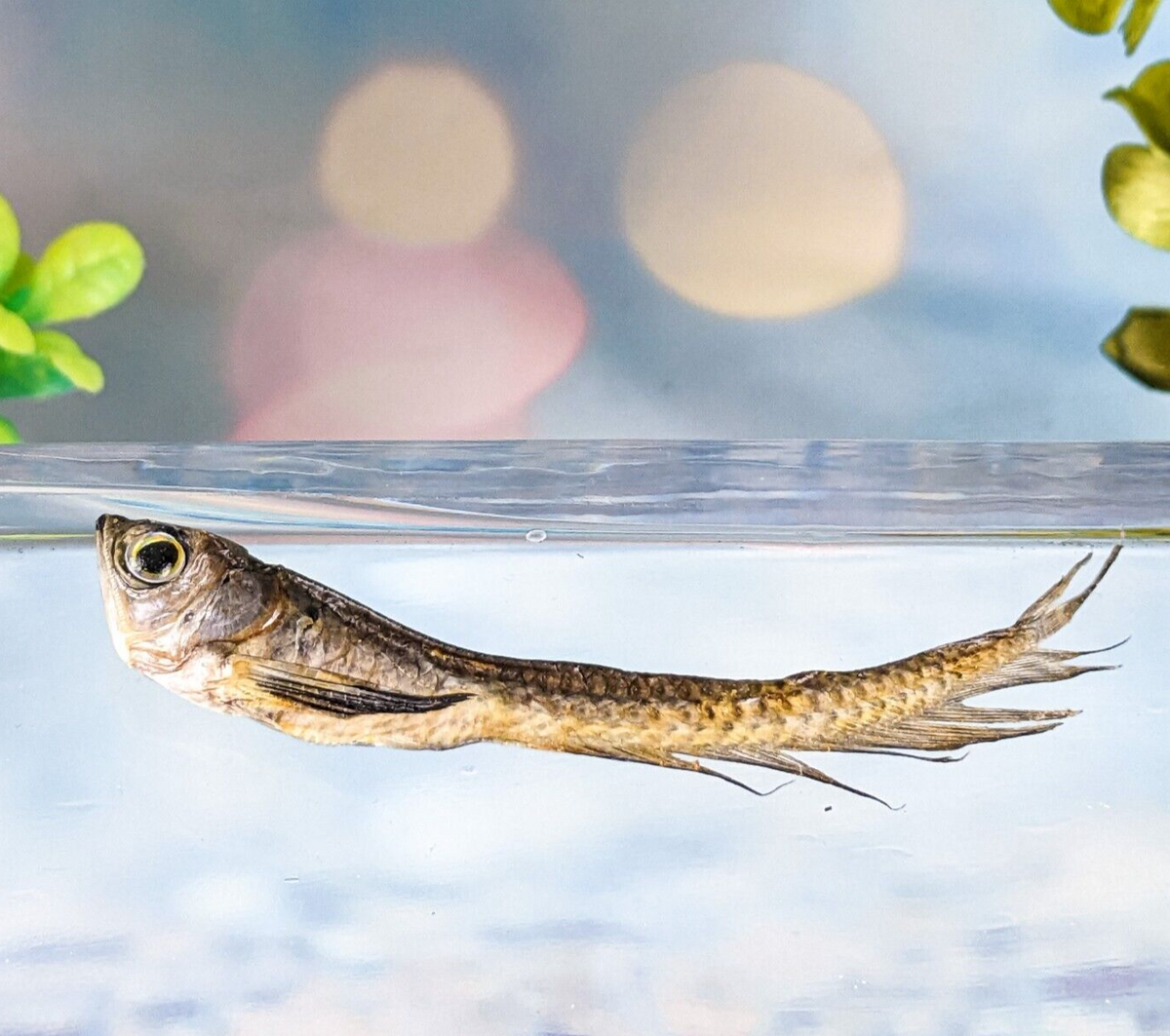 Silver Arowana fish – Scenic City Oddities