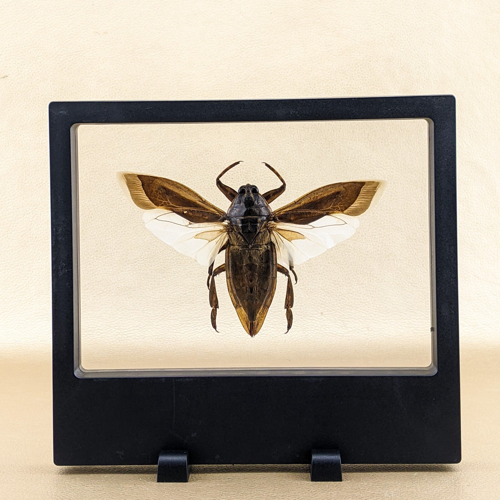 Floating Bug Examples z34a Lg Water Bug Floating beetle dspy Entomology Taxidermy Oddities C ...