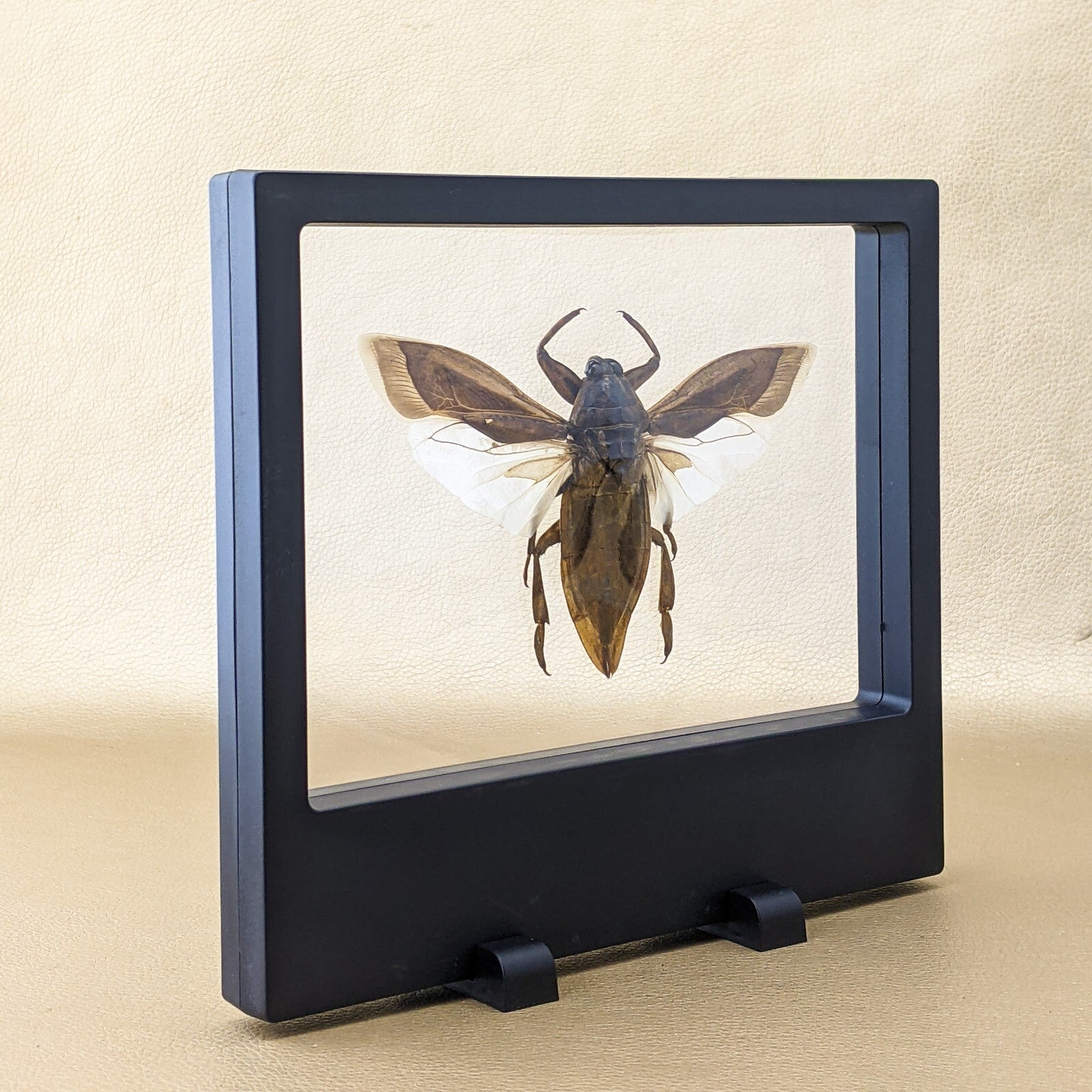Floating Bug Air z34a Lg Water Bug Floating beetle dspy Entomology Taxidermy Oddities C ...