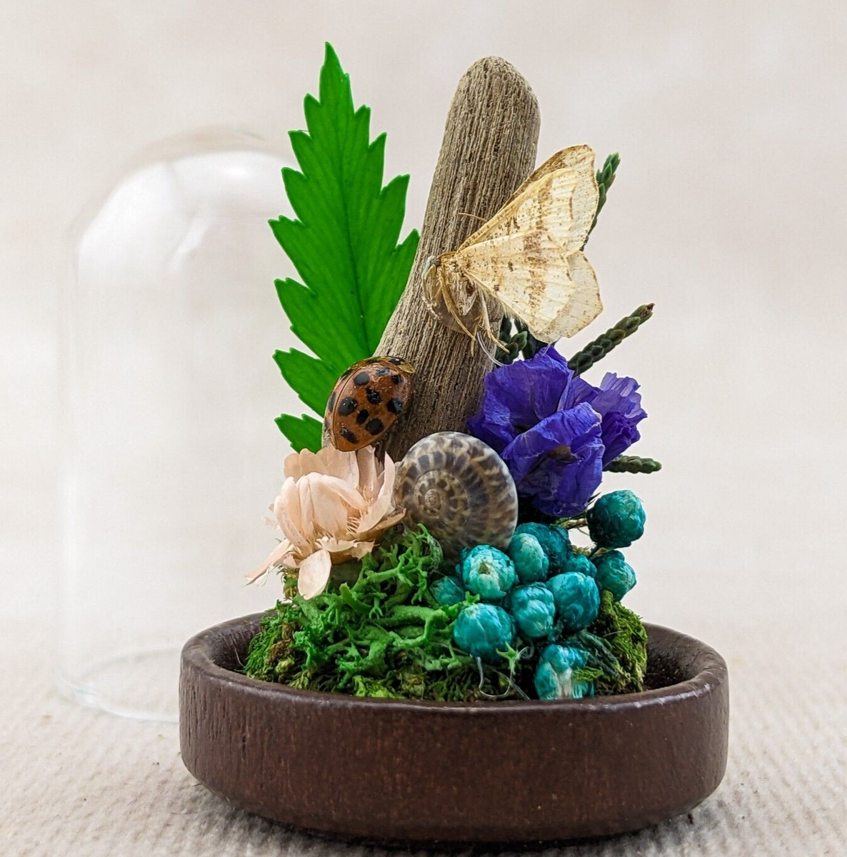 Spotted Straw Moth Natural Glass dome – Scenic City Oddities