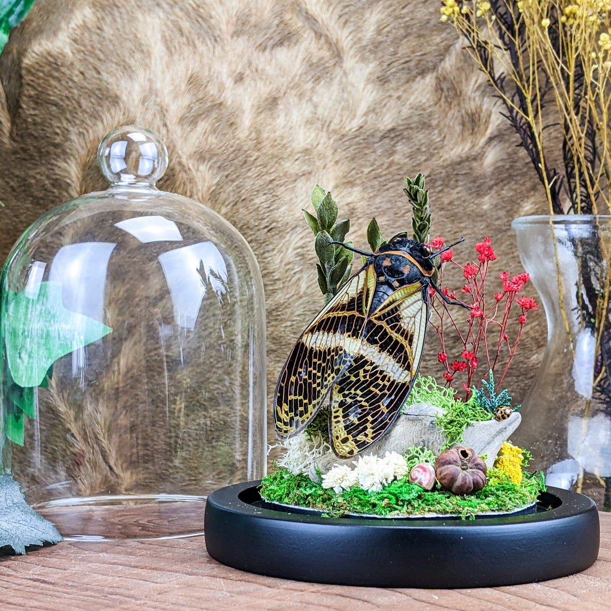 Locust Cicada Glass Dome – Scenic City Oddities