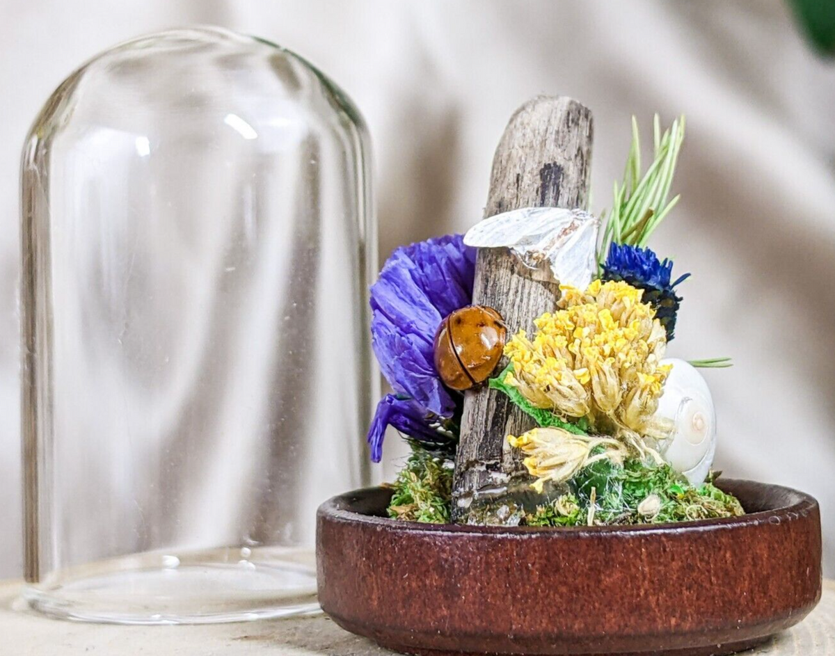 Moth White Spring Glass dome – Scenic City Oddities