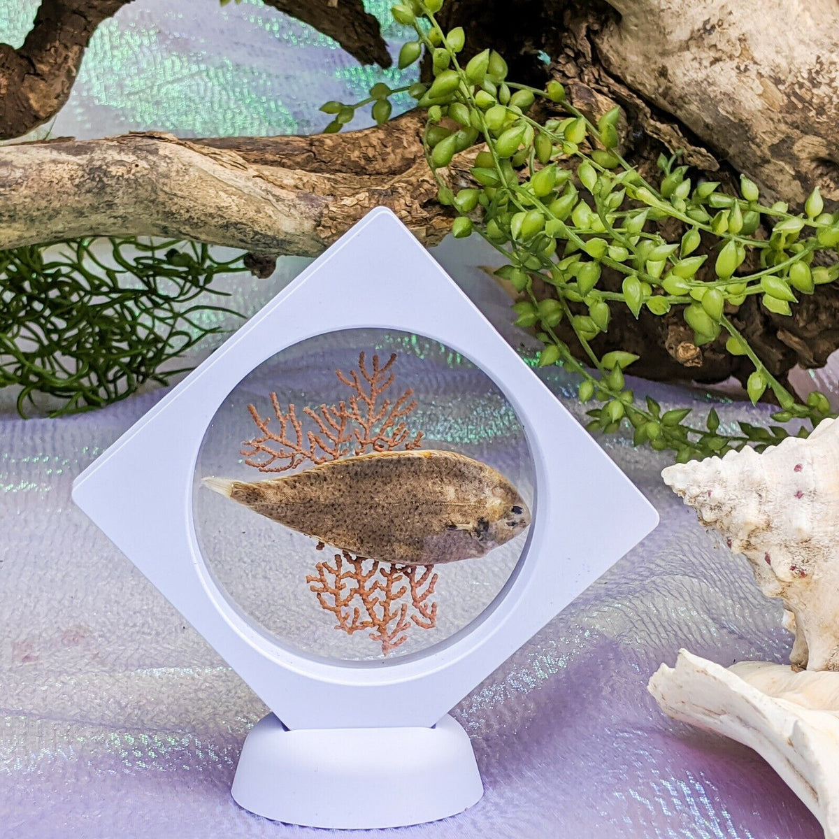 Common Dab Flounder – Scenic City Oddities