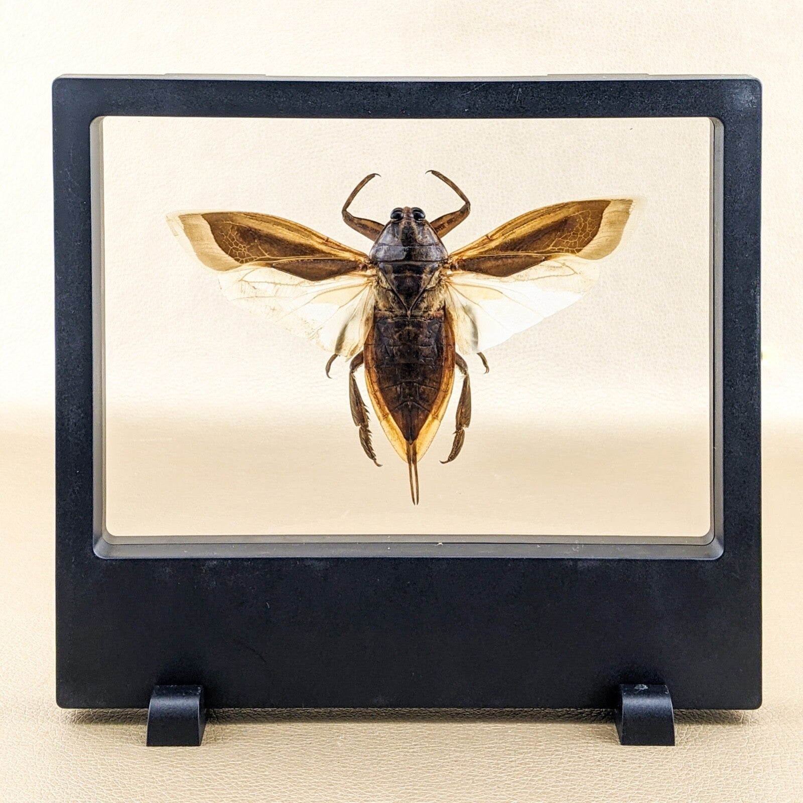 Floating Bug Air z34a Lg Water Bug Floating beetle dspy Entomology Taxidermy Oddities C ...