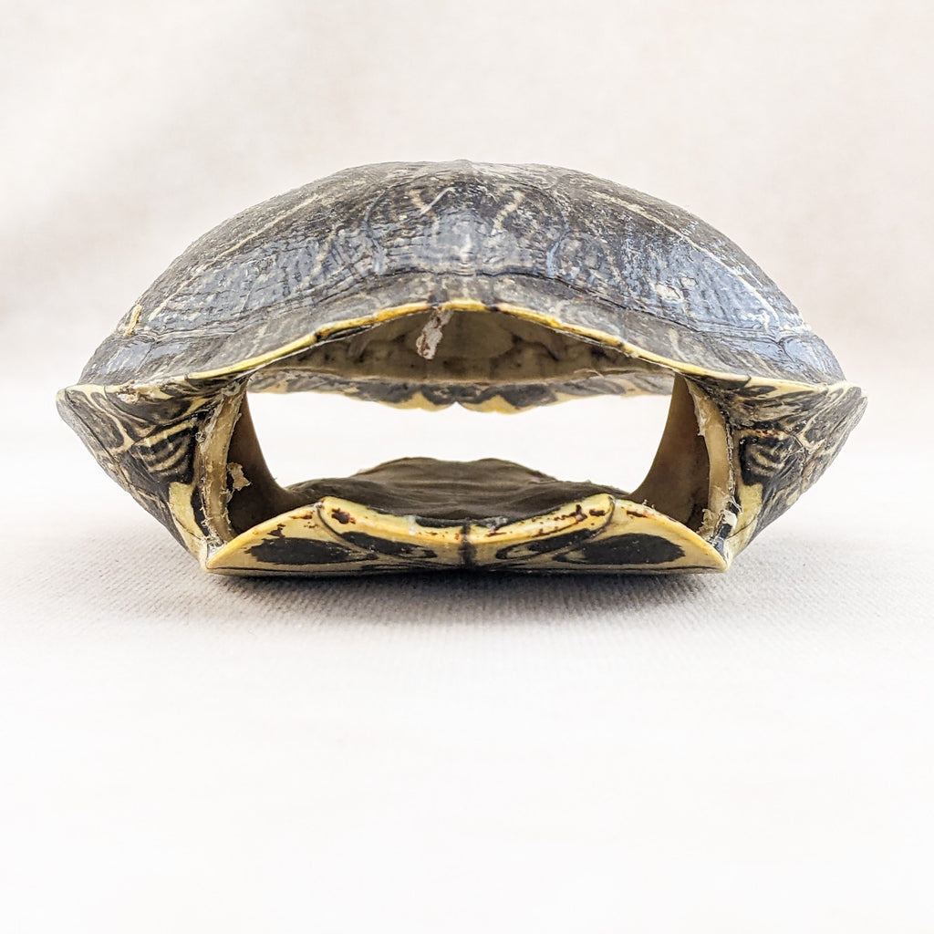 Red Eared Slider Turtle Shell Anchor display Taxidermy curiositys oddi ...