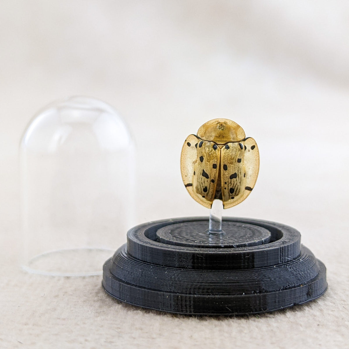 a28e Ladybug Tortoise Beetle Glass Dome Display ladybird Entomology Ta ...