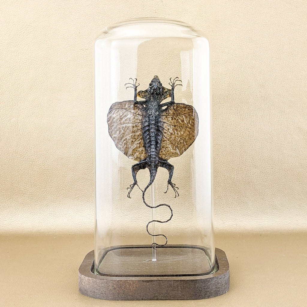K61d Draco Lizard Glass Dome Display taxidermy Oddities Curiosities co ...