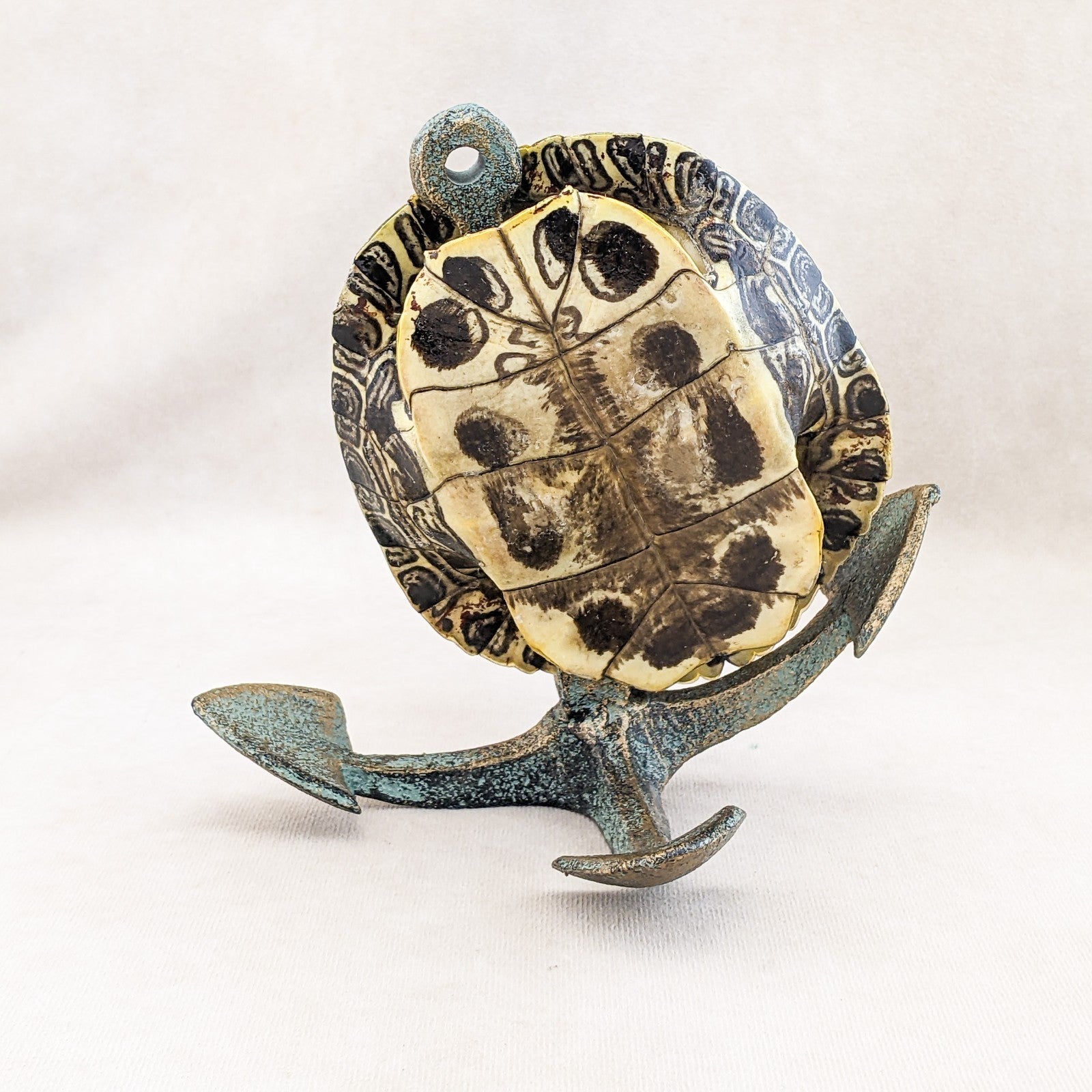 Display A Turtle Shell Red Eared Slider Turtle Shell Anchor display Taxidermy curiositys oddi ...