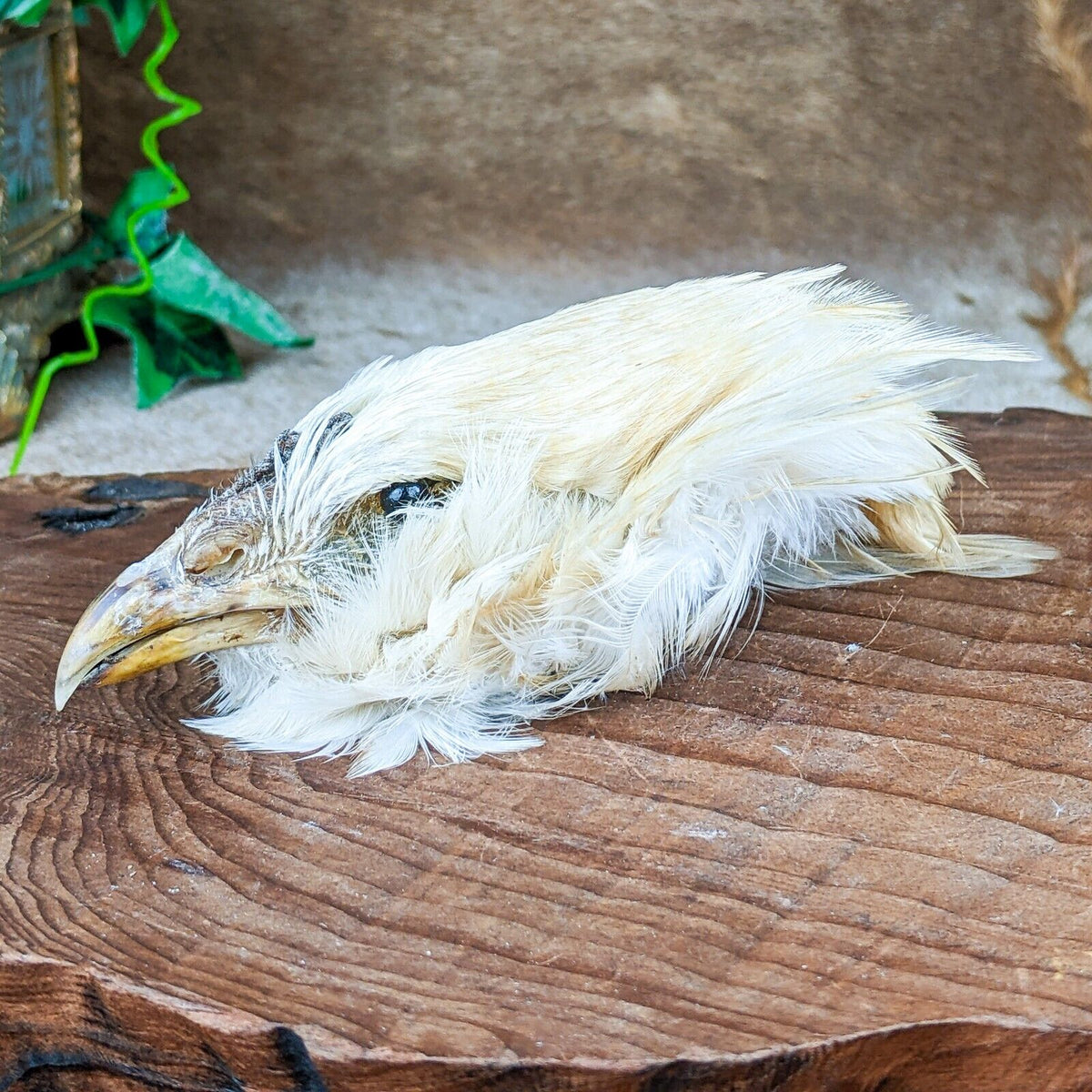 Chicken Rooster Head Mount – Scenic City Oddities