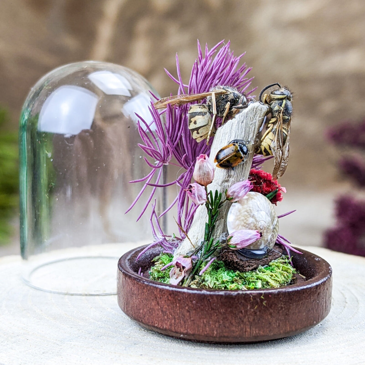 o21e Yellow Jacket Wasp Glass Dome Display Entomology Taxidermy mini c ...