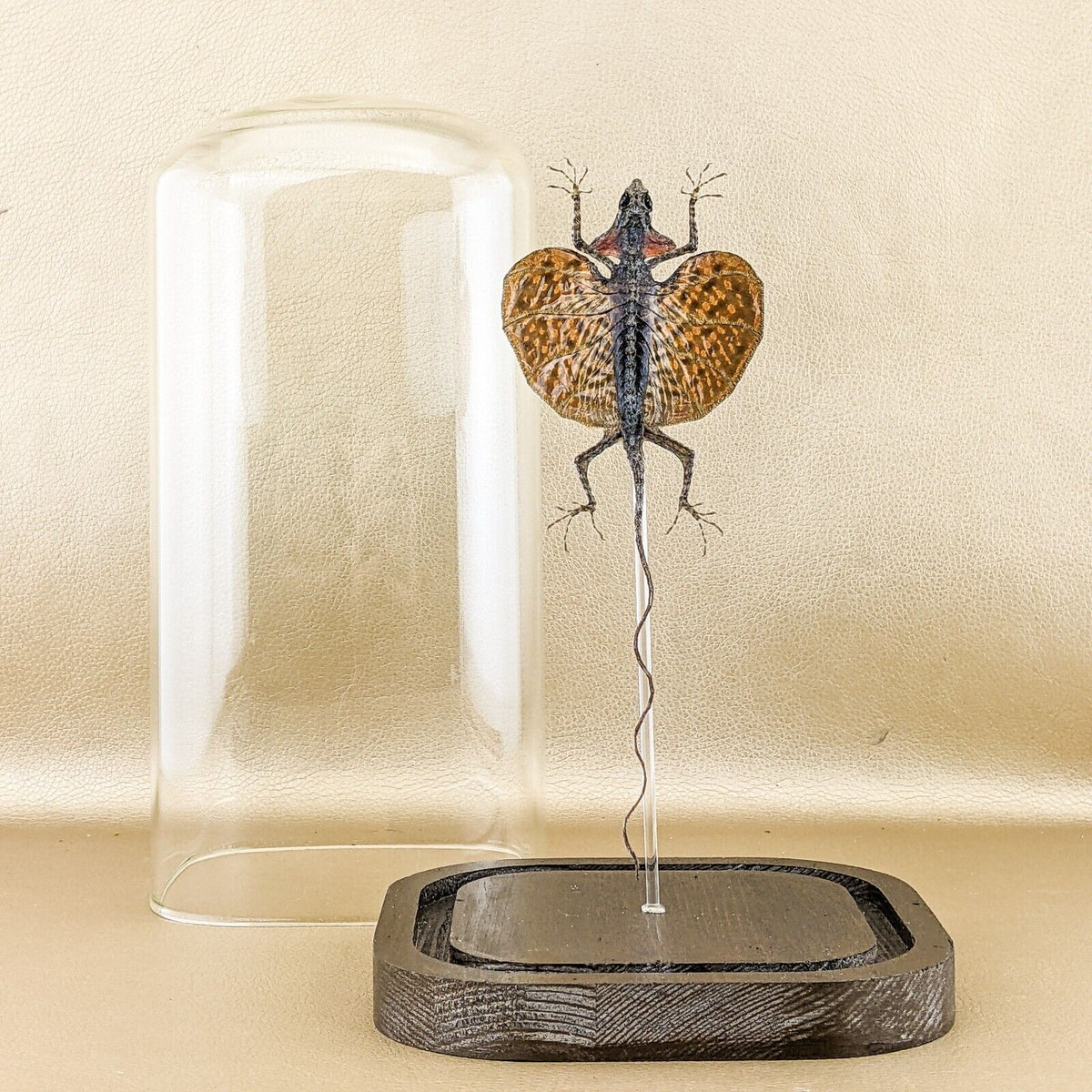 Draco Lizard Glass Dome – Scenic City Oddities