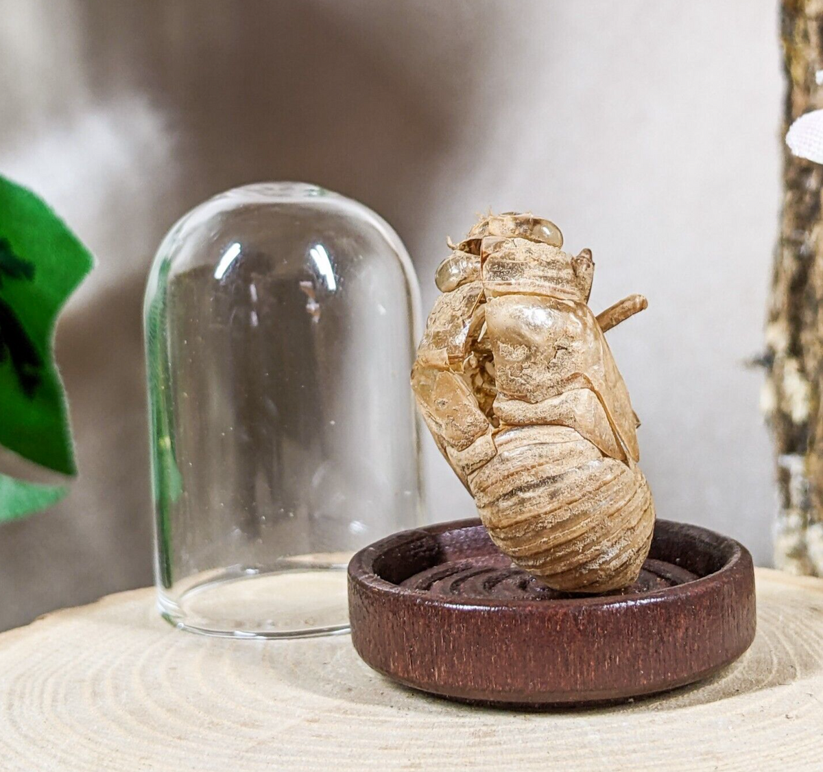 Locust Cicada Empty Shell Glass Dome – Scenic City Oddities