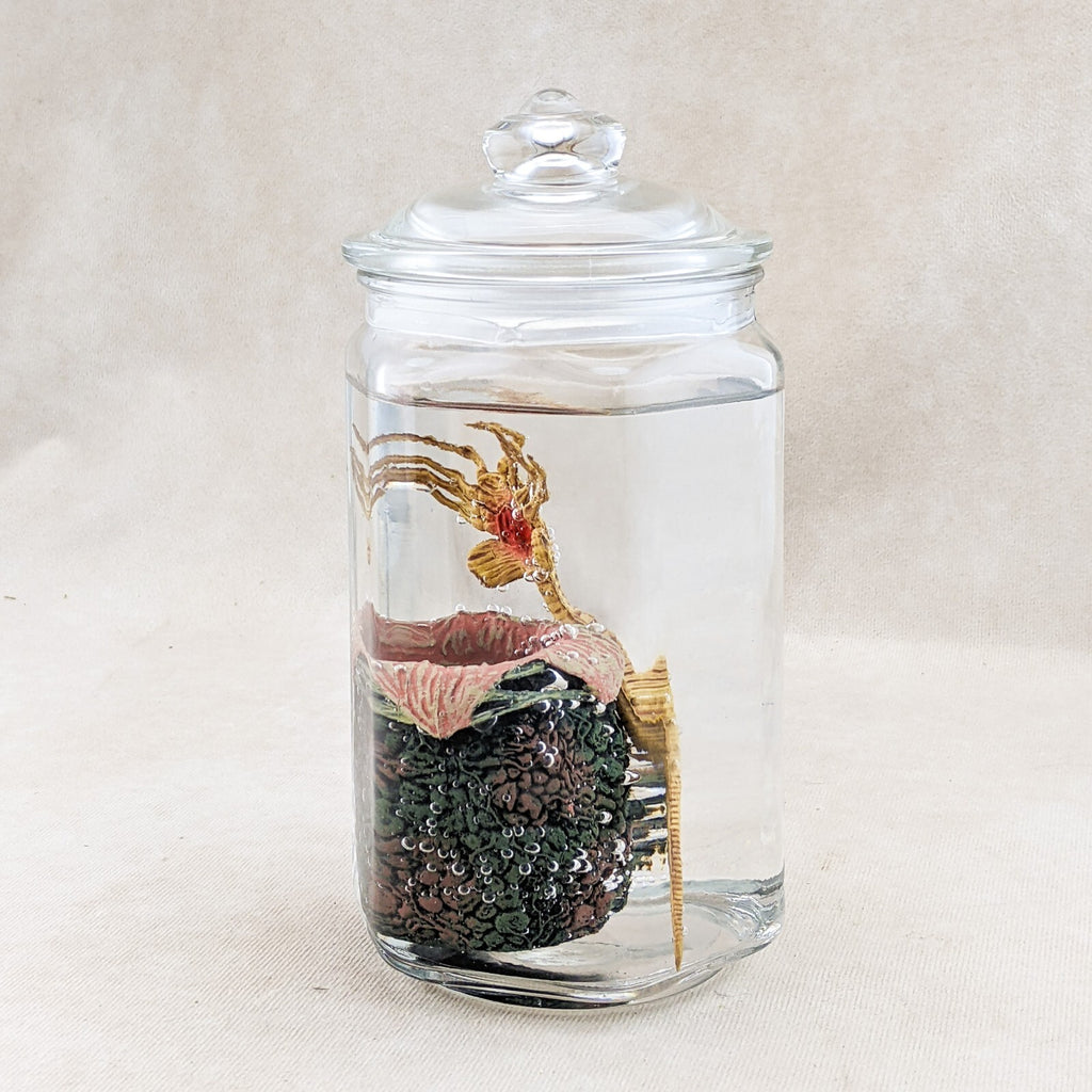 P34c Alien Jar Xenomorph Specimen Facehugger Embryo & Egg Glass Jar Pr ...