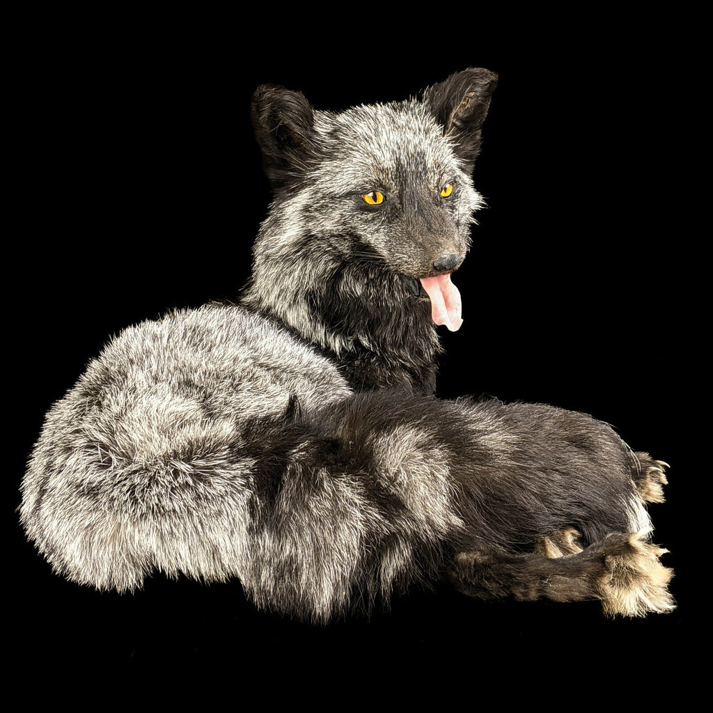 BR68 Taxidermy Oddities Curiosity Pearl Ranch Fox Display Collectible ...