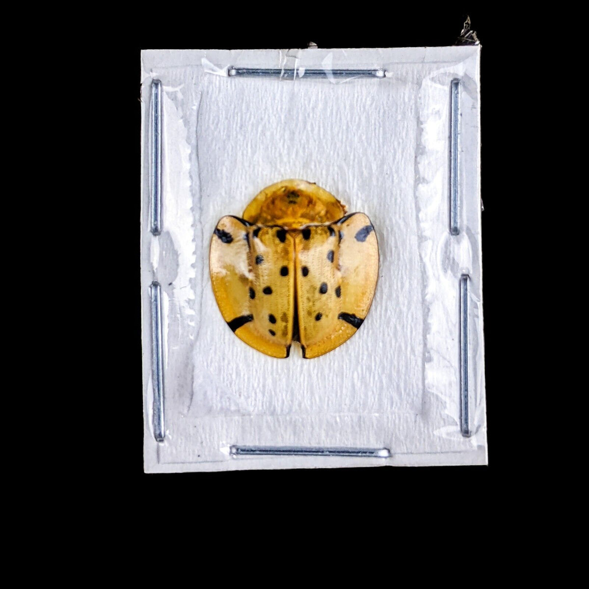 Spotted Ladybug Tortoise Beetle Specimen – Scenic City Oddities