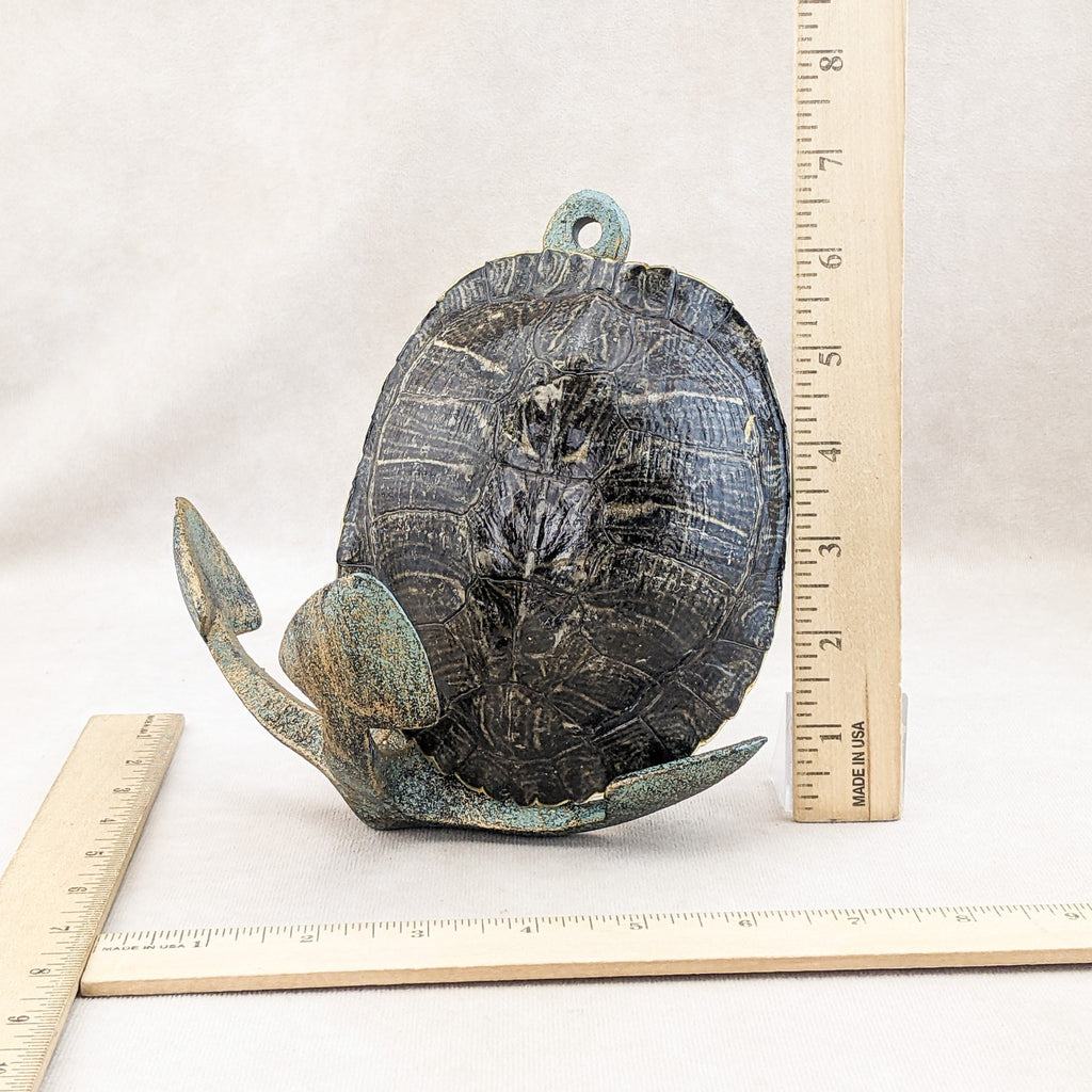 Red Eared Slider Turtle Shell Anchor display Taxidermy curiositys oddi ...