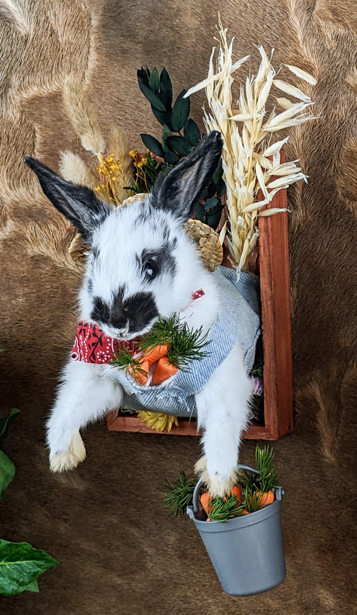 Farmer Rabbit Taxidermy Wall Mount Display Oddities Curiosities displa ...