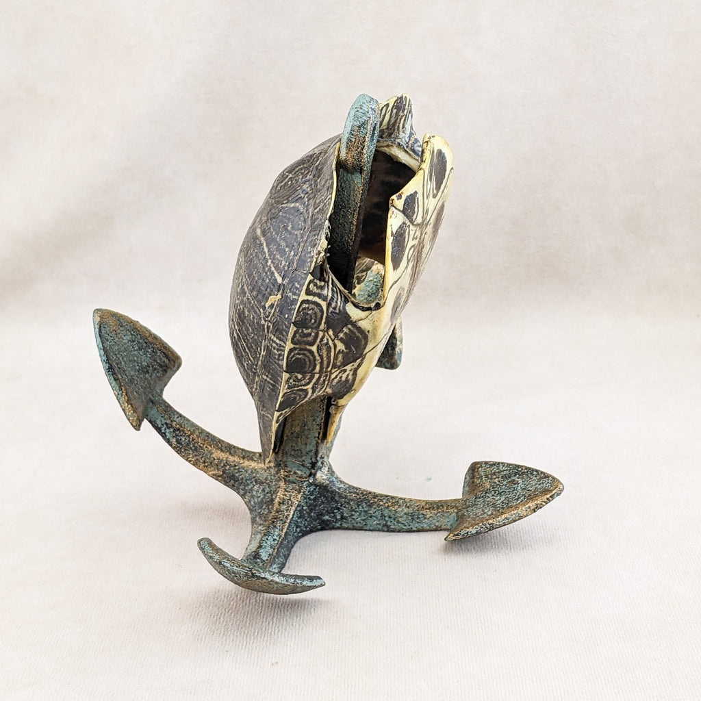 Red Eared Slider Turtle Shell Anchor display Taxidermy curiositys oddi ...