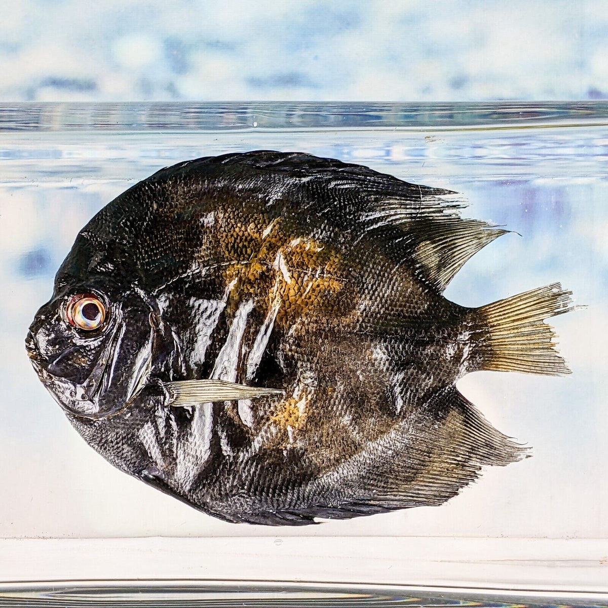 Discus Fish – Scenic City Oddities