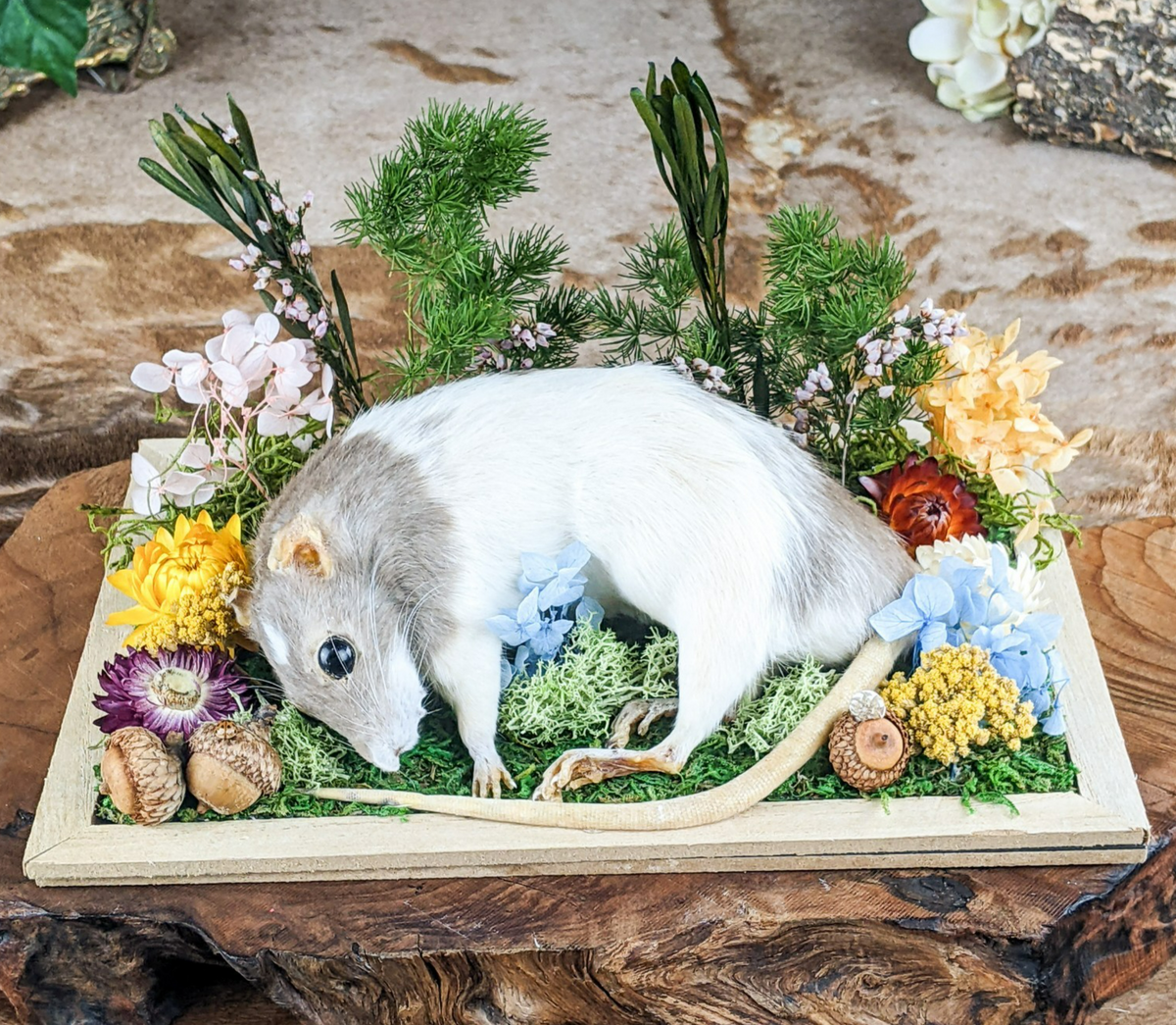 Garden Rat Display Collectible Taxidermy Oddity Curiosities specimen d ...