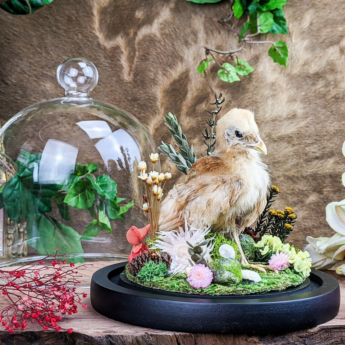 Baby Frizzle Chick in Glass Dome – Scenic City Oddities