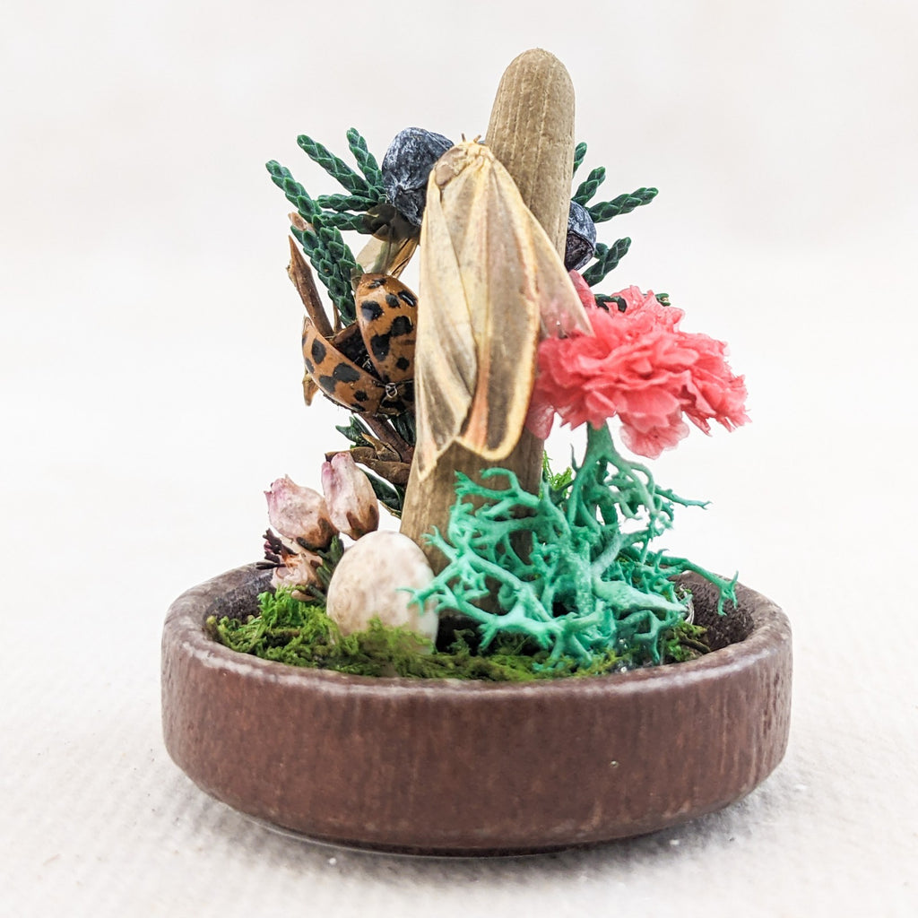 Painted Lichen Moth Glass Dome Display Victorian Mini Oddity Curiosity ...