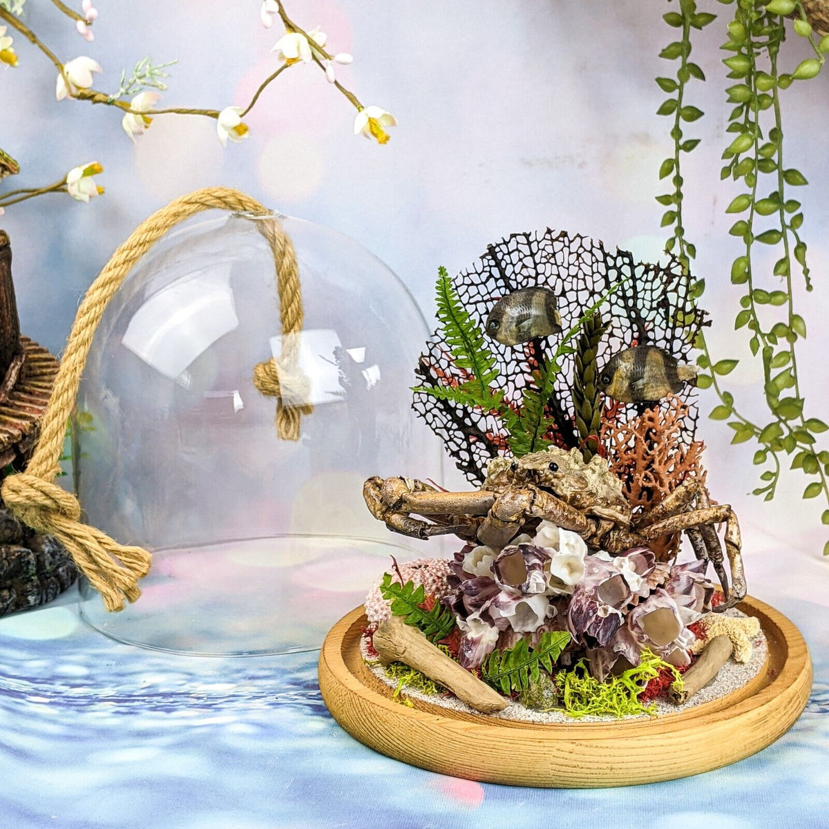 Toad Crab Nautical Glass Dome – Scenic City Oddities