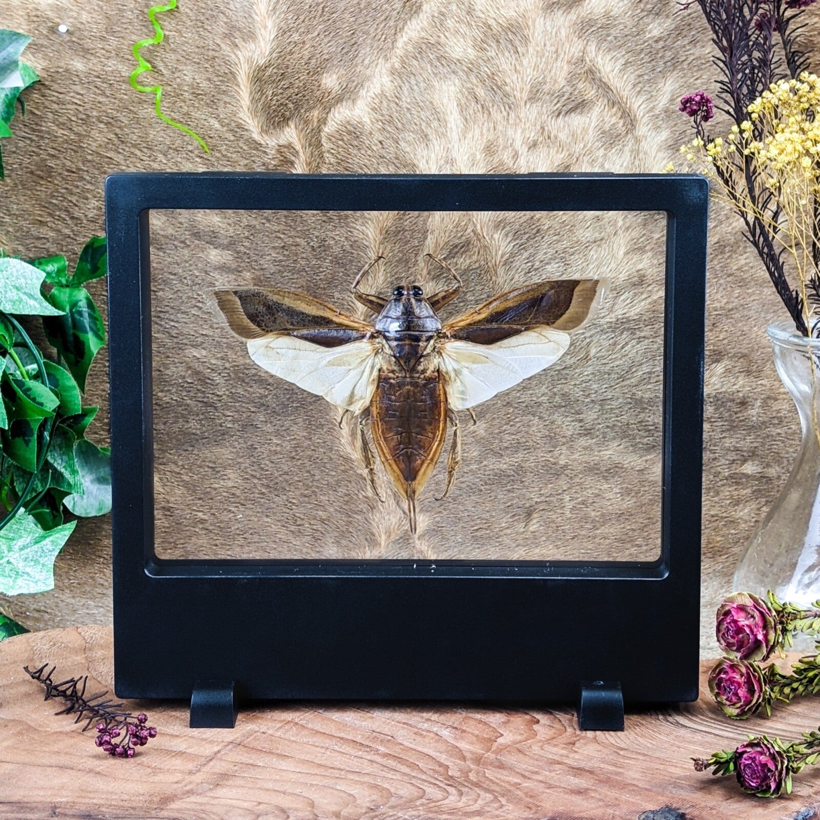 Floating Bug Air z34a Lg Water Bug Floating beetle dspy Entomology Taxidermy Oddities C ...
